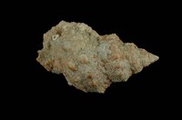 藏品(果粒蛙螺)的圖片